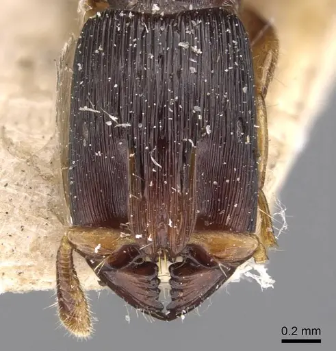 Cylindromyrmex meinerti specimen CASENT0907072 image casent0907072_2
