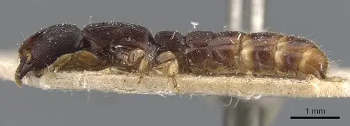 Cylindromyrmex meinerti specimen CASENT0907072 image casent0907072_3