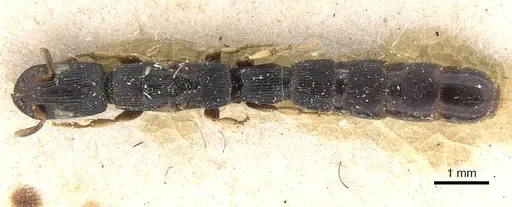 Cylindromyrmex meinerti specimen CASENT0911274 image casent0911274_1