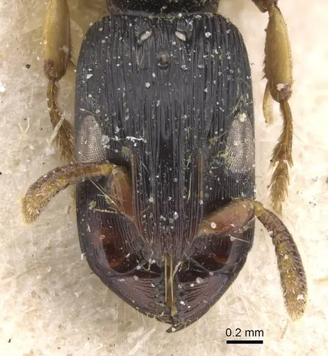 Cylindromyrmex meinerti specimen CASENT0911274 image casent0911274_2