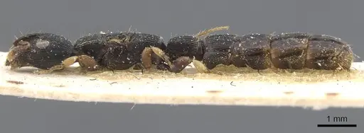Cylindromyrmex meinerti specimen CASENT0911274 image casent0911274_3