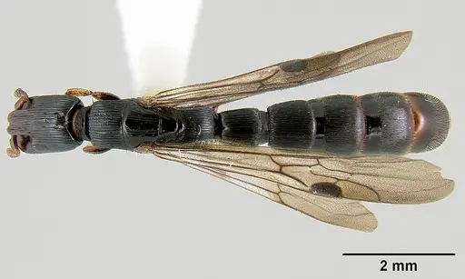 Cylindromyrmex meinerti specimen JTLC000009430 image jtlc000009430_1