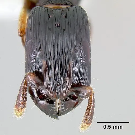 Cylindromyrmex meinerti specimen JTLC000009430 image jtlc000009430_2