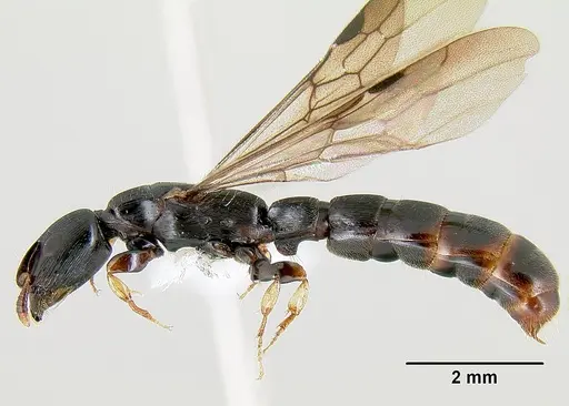 Cylindromyrmex meinerti specimen JTLC000009430 image jtlc000009430_3