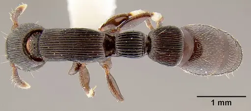 Cylindromyrmex striatus specimen CASENT0106074 image casent0106074_1