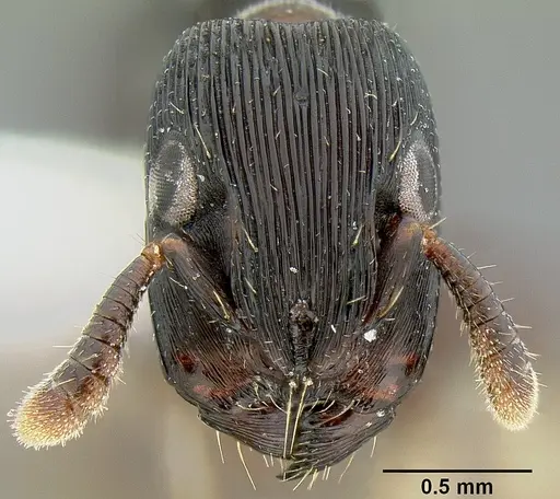 Cylindromyrmex striatus specimen CASENT0106074 image casent0106074_2