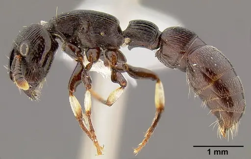 Cylindromyrmex striatus specimen CASENT0106074 image casent0106074_3