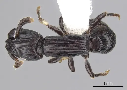 Cylindromyrmex striatus specimen CASENT0249336 image casent0249336_1