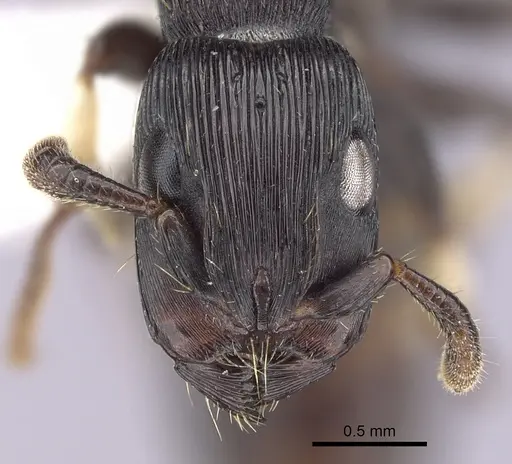 Cylindromyrmex striatus specimen CASENT0249336 image casent0249336_2