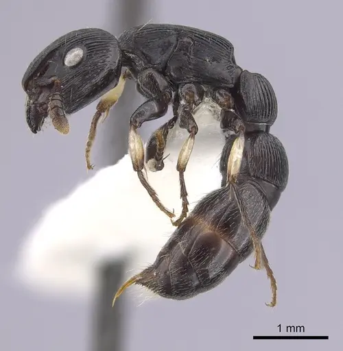 Cylindromyrmex striatus specimen CASENT0249336 image casent0249336_3