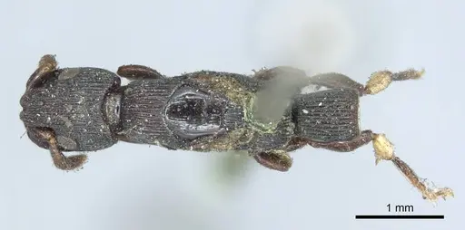 Cylindromyrmex striatus specimen CASENT0915852 image casent0915852_1