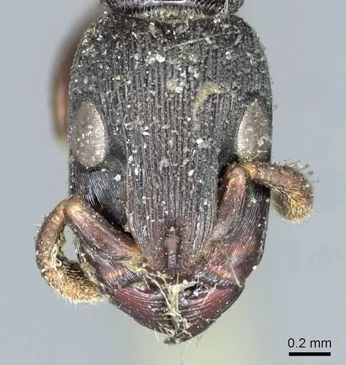 Cylindromyrmex striatus specimen CASENT0915852 image casent0915852_2