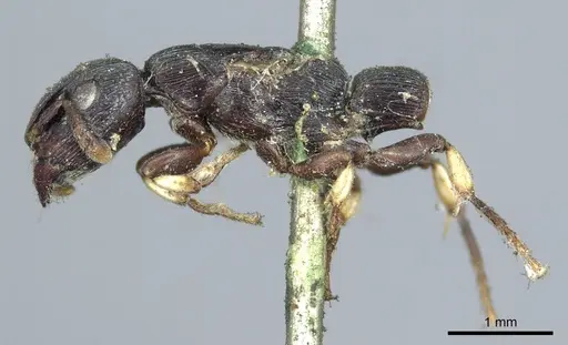 Cylindromyrmex striatus specimen CASENT0915852 image casent0915852_3
