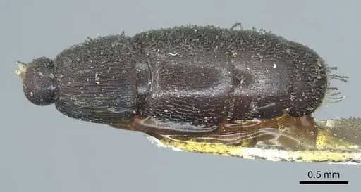Cylindromyrmex striatus specimen CASENT0915853 image casent0915853_1
