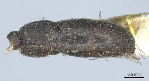 Cylindromyrmex striatus specimen CASENT0915853 image casent0915853_2