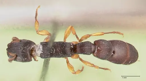Cylindromyrmex striatus specimen FOCOL0813 image focol0813_1