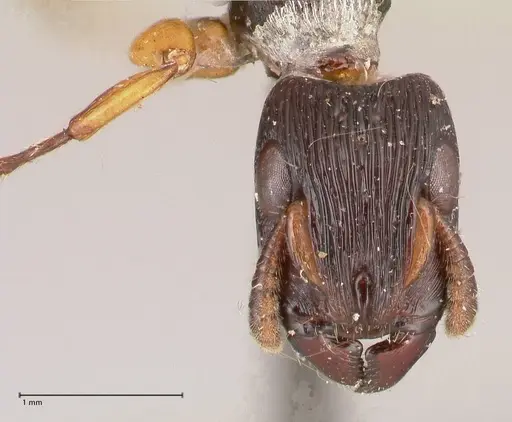 Cylindromyrmex striatus specimen FOCOL0813 image focol0813_2