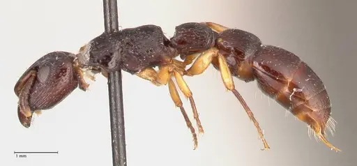 Cylindromyrmex striatus specimen FOCOL0813 image focol0813_3