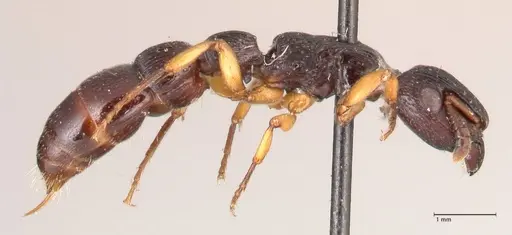 Cylindromyrmex striatus specimen FOCOL0813 image focol0813_4