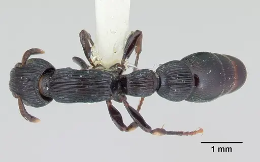 Cylindromyrmex whymperi specimen CASENT0006105 image casent0006105_1