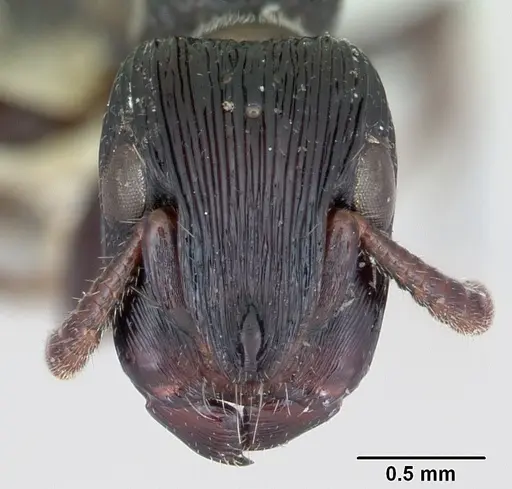 Cylindromyrmex whymperi specimen CASENT0006105 image casent0006105_2