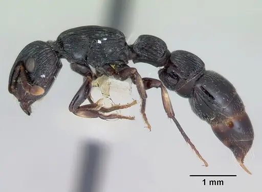 Cylindromyrmex whymperi specimen CASENT0006105 image casent0006105_3