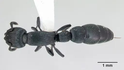 Cylindromyrmex whymperi specimen CASENT0173212 image casent0173212_1