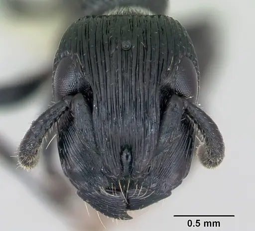 Cylindromyrmex whymperi specimen CASENT0173212 image casent0173212_2