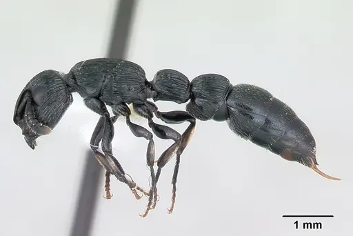 Cylindromyrmex whymperi specimen CASENT0173212 image casent0173212_3
