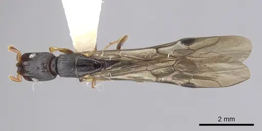 Cylindromyrmex whymperi specimen CASENT0249337 image casent0249337_1