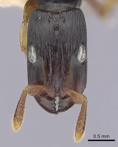 Cylindromyrmex whymperi specimen CASENT0249337 image casent0249337_2