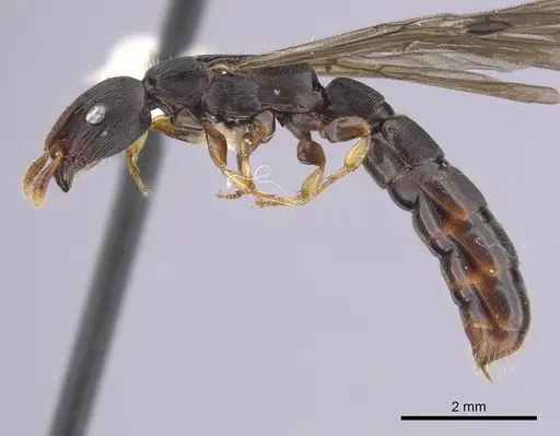 Cylindromyrmex whymperi specimen CASENT0249337 image casent0249337_3