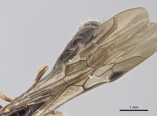 Cylindromyrmex whymperi specimen CASENT0249337 image casent0249337_4