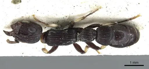 Cylindromyrmex whymperi specimen CASENT0903676 image casent0903676_1