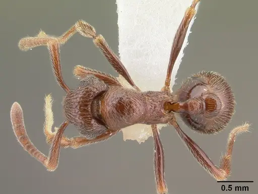 Cyphoidris exalta specimen CASENT0010800 image casent0010800_1
