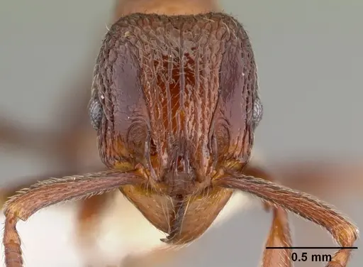 Cyphoidris exalta specimen CASENT0010800 image casent0010800_2
