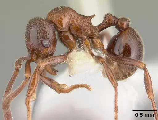 Cyphoidris exalta specimen CASENT0010800 image casent0010800_3