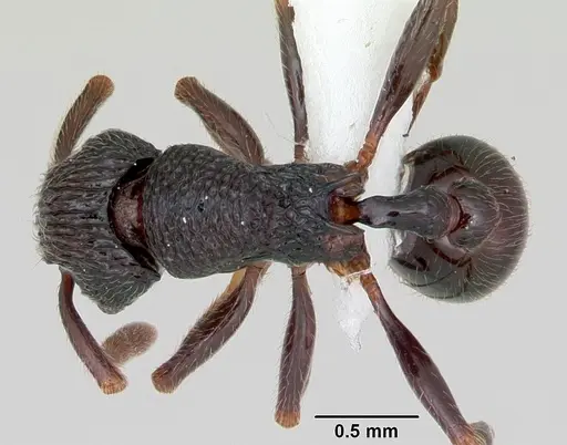 Cyphoidris exalta specimen CASENT0405993 image casent0405993_1