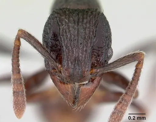 Cyphoidris exalta specimen CASENT0405993 image casent0405993_2