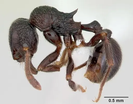 Cyphoidris exalta specimen CASENT0405993 image casent0405993_3