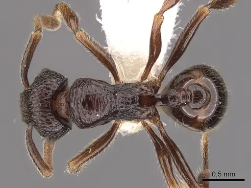 Cyphoidris exalta specimen CASENT0900964 image casent0900964_1
