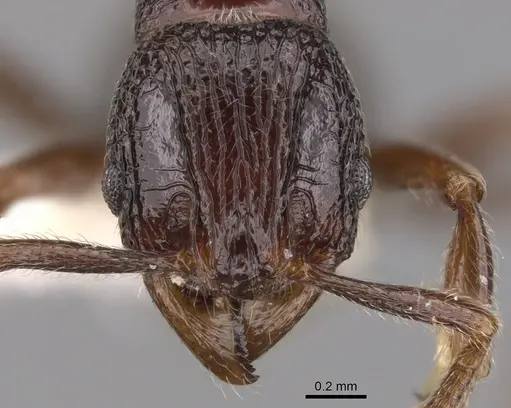 Cyphoidris exalta specimen CASENT0900964 image casent0900964_2