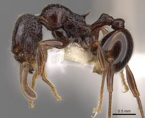 Cyphoidris exalta specimen CASENT0900964 image casent0900964_3