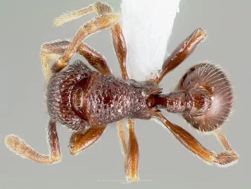 Cyphoidris spinosa specimen CASENT0005905 image casent0005905_1
