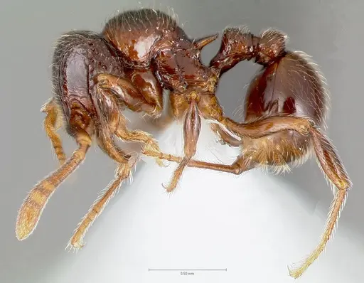 Cyphoidris spinosa specimen CASENT0005905 image casent0005905_3