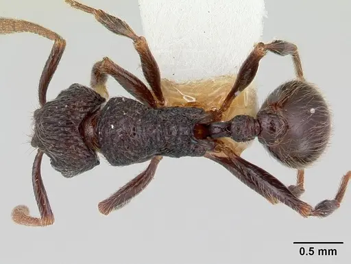 Cyphoidris spinosa specimen CASENT0178293 image casent0178293_1