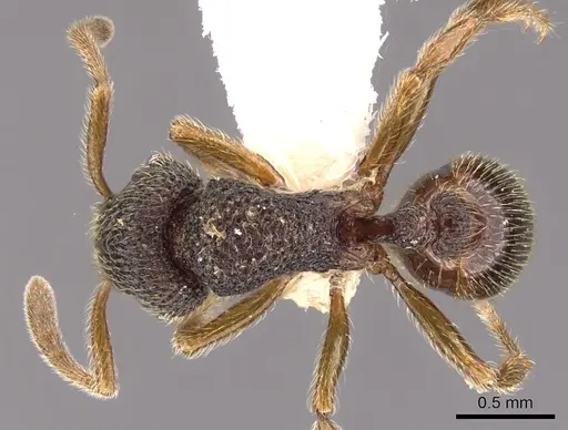 Cyphoidris werneri specimen CASENT0900965 image casent0900965_1