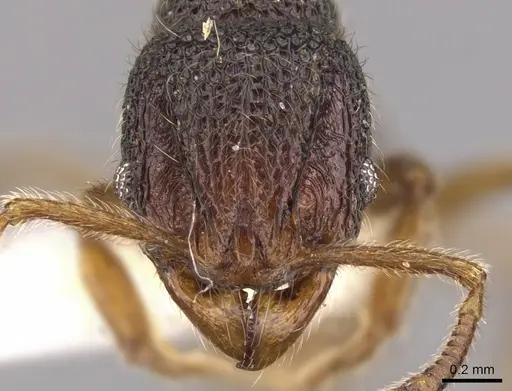 Cyphoidris werneri specimen CASENT0900965 image casent0900965_2