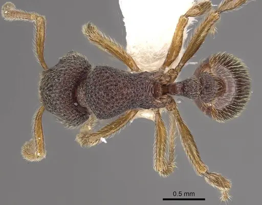 Cyphoidris werneri specimen CASENT0911145 image casent0911145_1