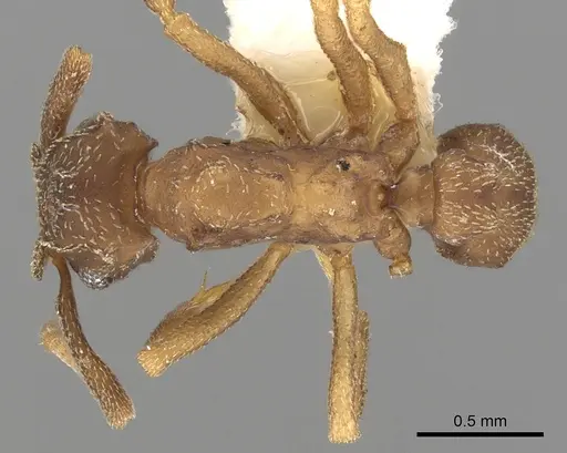 Cyphomyrmex bicarinatus specimen CASENT0901672 image casent0901672_1